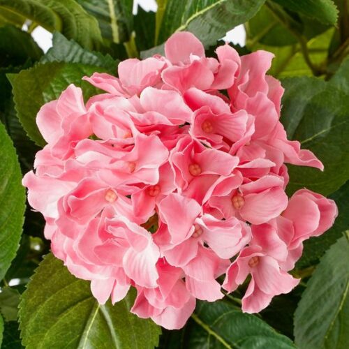 Mica Decorations Hortensia Kunstplant in Bloempot Stan - H45 x Ø45 cm - Roze - Afbeelding 2